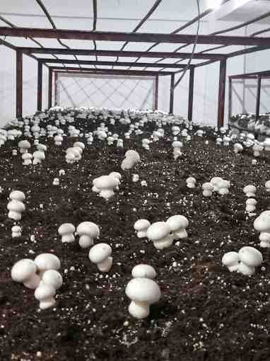 mushroom production plant setup in nagpur