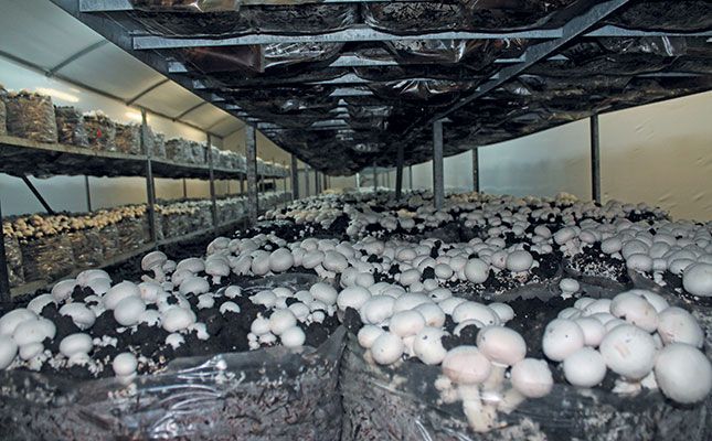 Mushroom Cultivation Manufacturer in Raipur