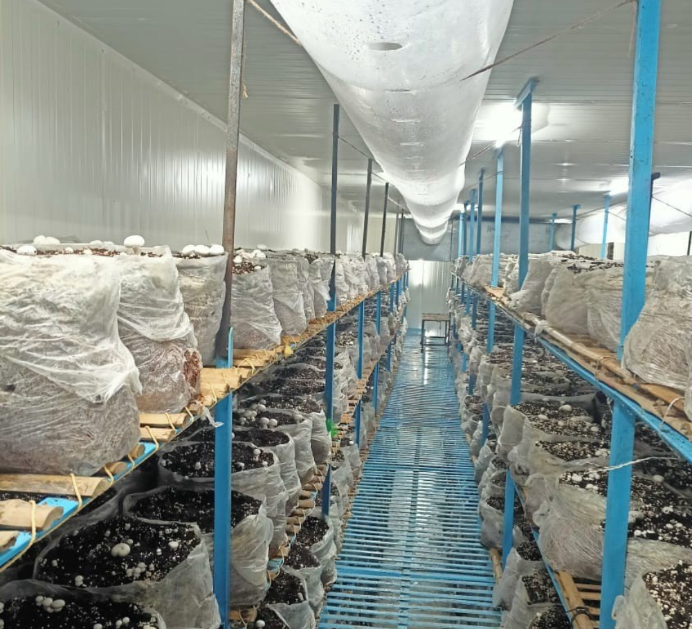 Mushroom Plant in Raipur